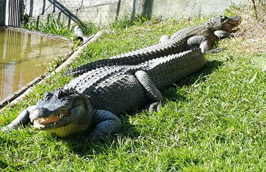 Ti Point Reptile Park